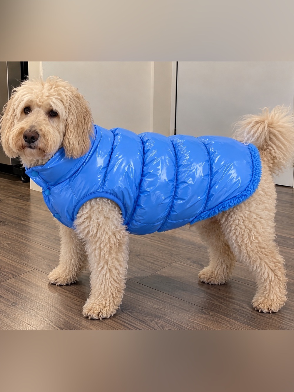 Bleu XXL Dog Jacket | Warm Winter Coat | Adjustable Pet Vest | New